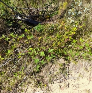 Rubus anglocandicans at Namadgi National Park - 31 Mar 2024