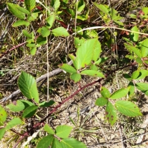 Rubus anglocandicans at Namadgi National Park - 31 Mar 2024