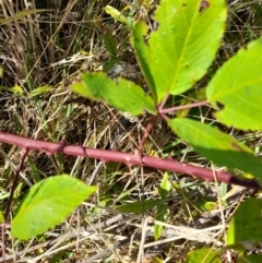 Rubus anglocandicans at Namadgi National Park - 31 Mar 2024