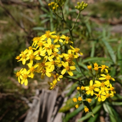 Senecio linearifolius var. arachnoideus (Cobweb Fireweed Groundsel) at Jinden, NSW - 27 Mar 2024 by RobG1