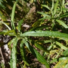 Senecio linearifolius var. arachnoideus at QPRC LGA - 27 Mar 2024 01:24 PM