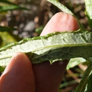 Senecio linearifolius var. arachnoideus at QPRC LGA - 27 Mar 2024