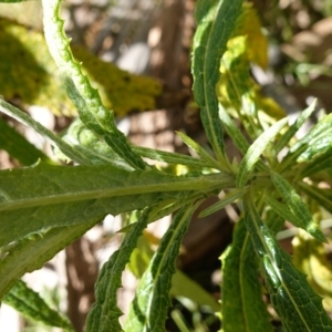 Senecio linearifolius var. arachnoideus at QPRC LGA - 27 Mar 2024