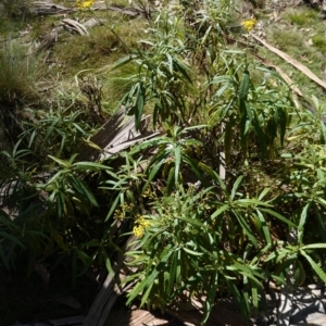 Senecio linearifolius var. arachnoideus at QPRC LGA - 27 Mar 2024