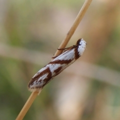 Oxythecta acceptella (Scat Moth) at Mount Painter - 31 Mar 2024 by CathB