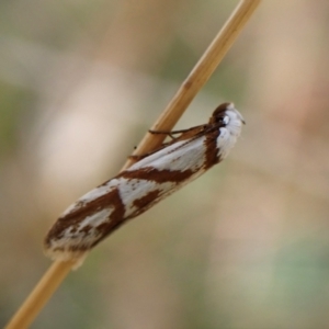 Oxythecta acceptella at Mount Painter - 1 Apr 2024