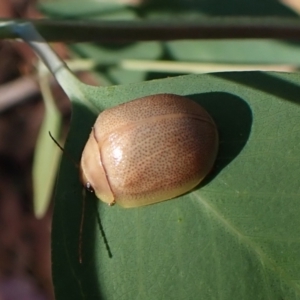 Paropsisterna crocata at suppressed - 1 Apr 2024