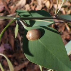 Paropsisterna crocata at suppressed - 1 Apr 2024