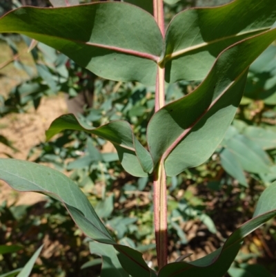 Eucalyptus nitens (Shining Gum) at Jinden, NSW - 27 Mar 2024 by RobG1