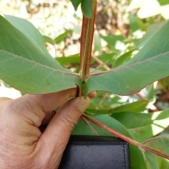 Eucalyptus nitens at suppressed - 27 Mar 2024