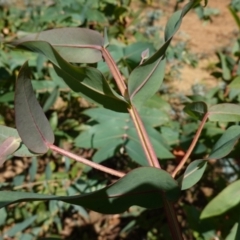 Eucalyptus nitens at suppressed - 27 Mar 2024 01:49 PM