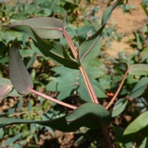 Eucalyptus nitens at suppressed - 27 Mar 2024