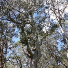 Eucalyptus nitens at suppressed - 27 Mar 2024 01:49 PM