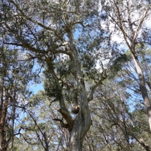 Eucalyptus nitens at suppressed - 27 Mar 2024