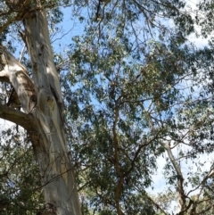 Eucalyptus nitens at suppressed - 27 Mar 2024 01:49 PM