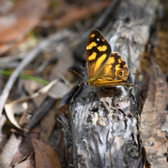 Heteronympha banksii (Banks' Brown) at Bundanoon - 31 Mar 2024 by Boobook38