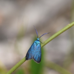 Pollanisus (genus) (A Forester Moth) at Bundanoon, NSW - 19 Mar 2024 by Boobook38