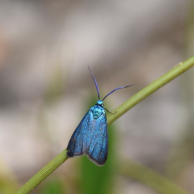 Pollanisus (genus) (A Forester Moth) at Bundanoon, NSW - 19 Mar 2024 by Boobook38