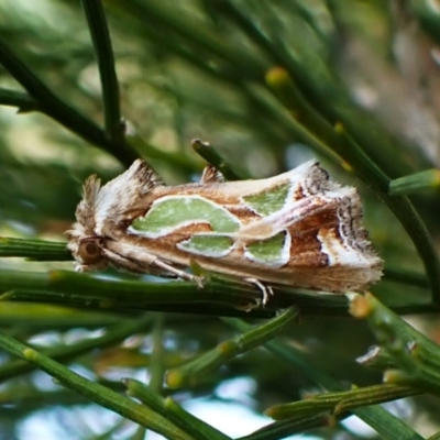 Cosmodes elegans (Green Blotched Moth) at Cook, ACT - 31 Mar 2024 by CathB