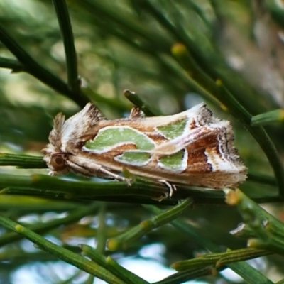 Cosmodes elegans (Green Blotched Moth) at Mount Painter - 1 Apr 2024 by CathB