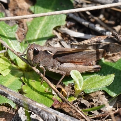 Unidentified Grasshopper (several families) at Jinden, NSW - 27 Mar 2024 by RobG1
