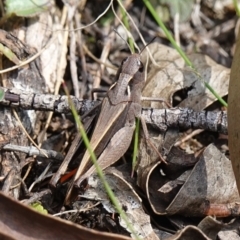 Cryptobothrus chrysophorus at Tallaganda State Forest - 27 Mar 2024 01:51 PM