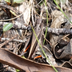 Cryptobothrus chrysophorus at Tallaganda State Forest - 27 Mar 2024 01:51 PM