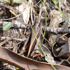 Cryptobothrus chrysophorus at Tallaganda State Forest - 27 Mar 2024