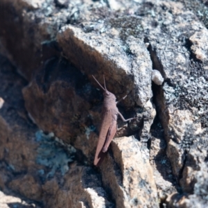 Goniaea opomaloides at Namadgi National Park - 31 Mar 2024 01:15 PM