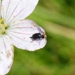 Mordellidae (family) (Unidentified pintail or tumbling flower beetle) at Jinden, NSW - 27 Mar 2024 by RobG1