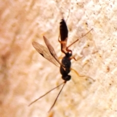 Ichneumonoidea (Superfamily) (A species of parasitic wasp) at Mount Painter - 1 Apr 2024 by CathB