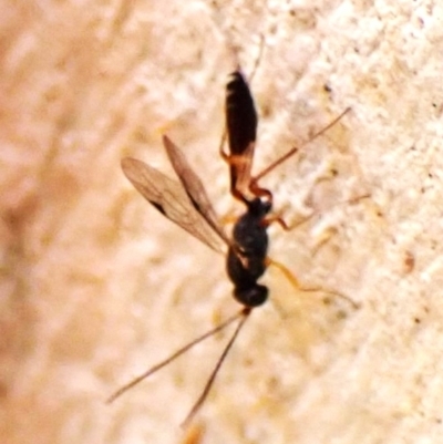 Unidentified Parasitic wasp (numerous families) at Cook, ACT - 31 Mar 2024 by CathB