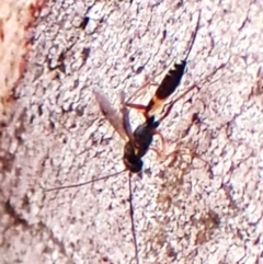 Ichneumonoidea (Superfamily) at Mount Painter - 1 Apr 2024
