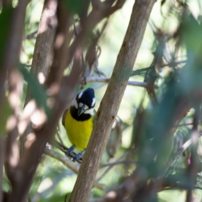 Falcunculus frontatus (Eastern Shrike-tit) at Murrumbateman, NSW - 31 Mar 2024 by SallyandPeter