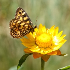 Oreixenica lathoniella (Silver Xenica) at QPRC LGA - 27 Mar 2024 by RobG1