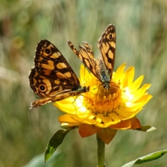 Oreixenica lathoniella at QPRC LGA - 27 Mar 2024