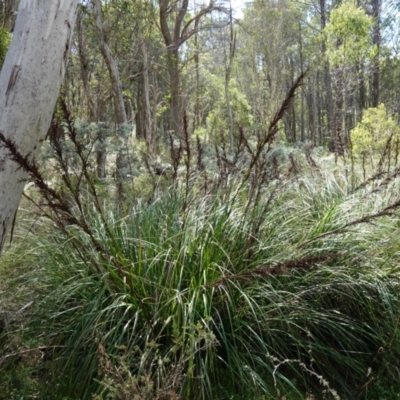 Gahnia sieberiana (Red-fruit Saw-sedge) at Jinden, NSW - 27 Mar 2024 by RobG1