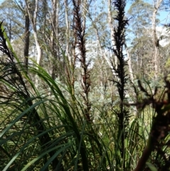 Gahnia sieberiana at Tallaganda State Forest - 27 Mar 2024