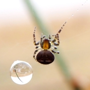 Araneus albotriangulus at Mount Painter - 1 Apr 2024