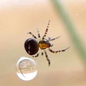 Araneus albotriangulus at Mount Painter - 1 Apr 2024