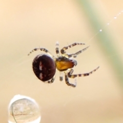 Araneus albotriangulus at Mount Painter - 1 Apr 2024 09:49 AM