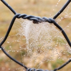 Araneus albotriangulus at Mount Painter - 1 Apr 2024