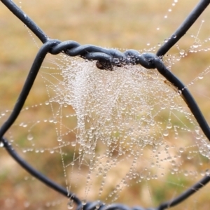 Araneus albotriangulus at Mount Painter - 1 Apr 2024