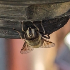 Eristalis tenax (Drone fly) at Page, ACT - 1 Apr 2024 by CattleDog