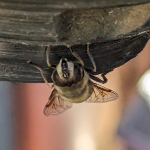 Eristalis tenax at Page, ACT - suppressed