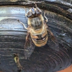 Eristalis tenax at Page, ACT - suppressed