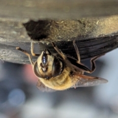 Eristalis tenax at Page, ACT - suppressed