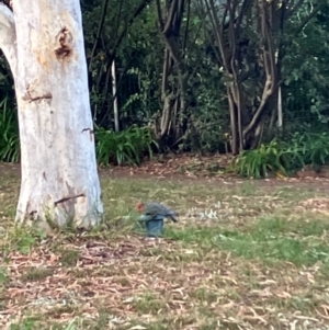 Callocephalon fimbriatum at Lyons, ACT - 1 Apr 2024