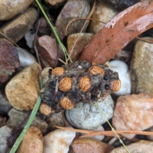 Strepera graculina at Page, ACT - 1 Apr 2024