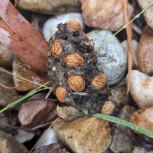 Strepera graculina at Page, ACT - 1 Apr 2024